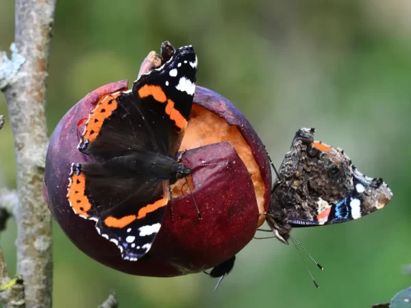 Red Admiral Butterfly Meaning