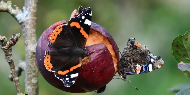 Red Admiral Butterfly Meaning