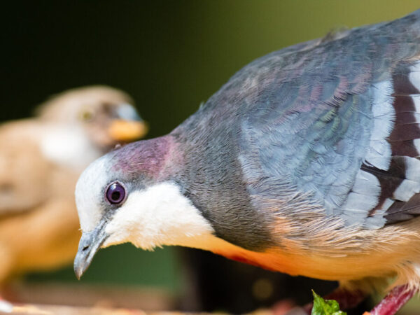 bleeding heart dove