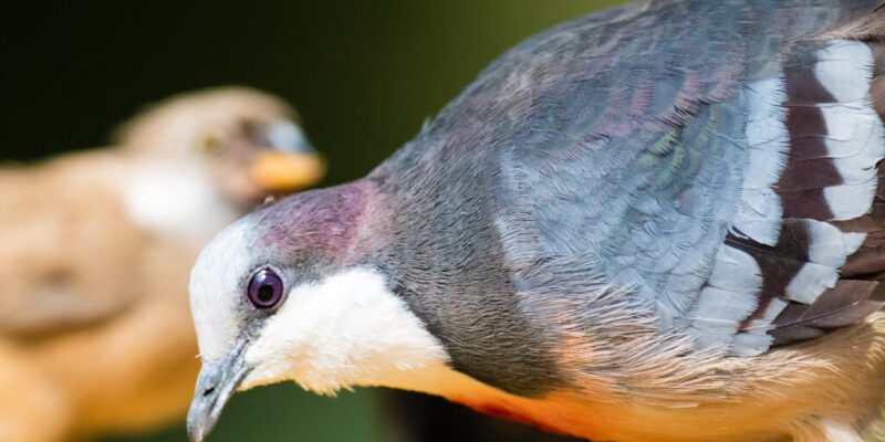 bleeding heart dove