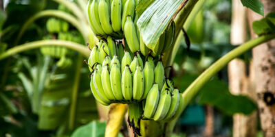  Banana Tree Islington