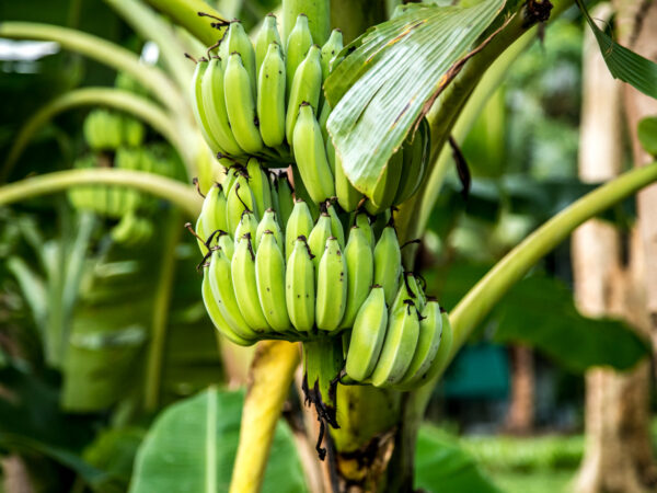  Banana Tree Islington