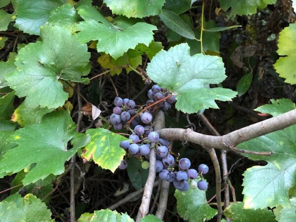 Siskiyou Grapevine