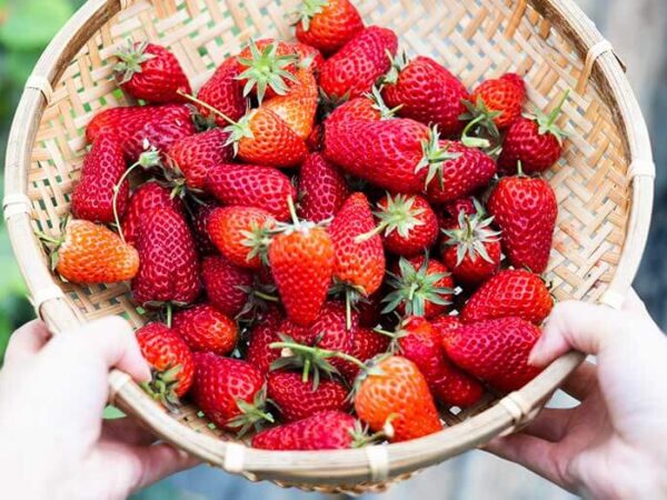 Strawberry Picking Season