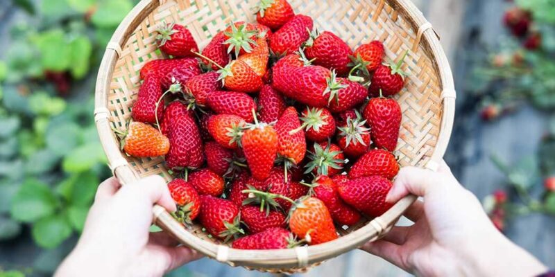 Strawberry Picking Season